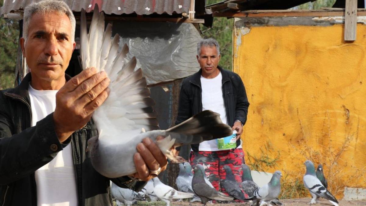45 yıldır özenle yetiştiriliyor, 500 bin liraya satılıyor! Güçlü sesi ve dayanıklılığıyla dikkat çekiyor: “Sivas Kuşu”