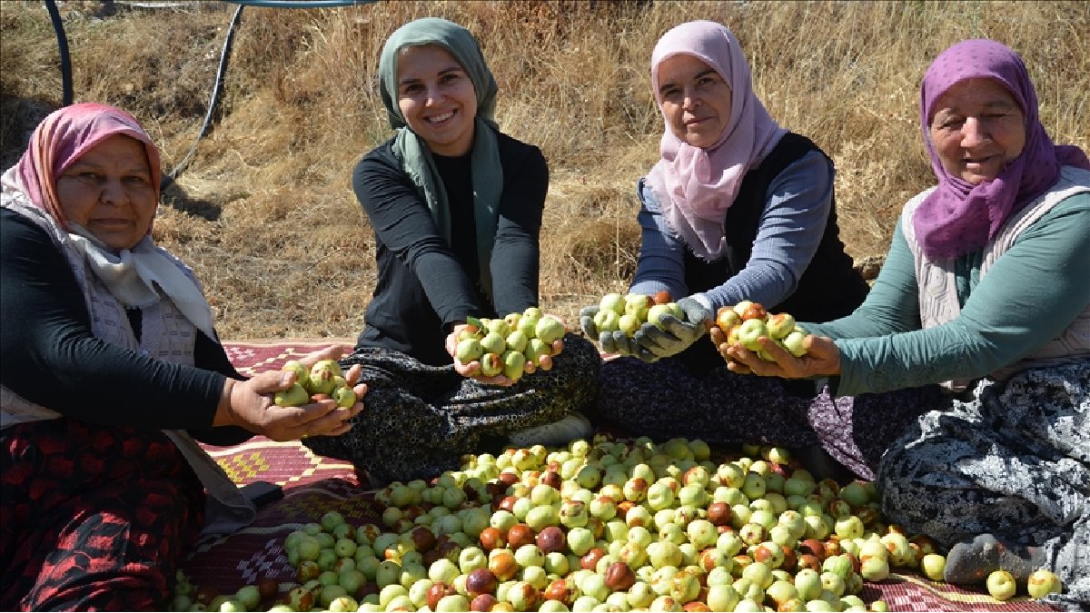 Ölümsüzlük meyvesi üretim merkezinde yoğun mesai! 6 bin taneyle başladı 60 bin taneye ulaştı