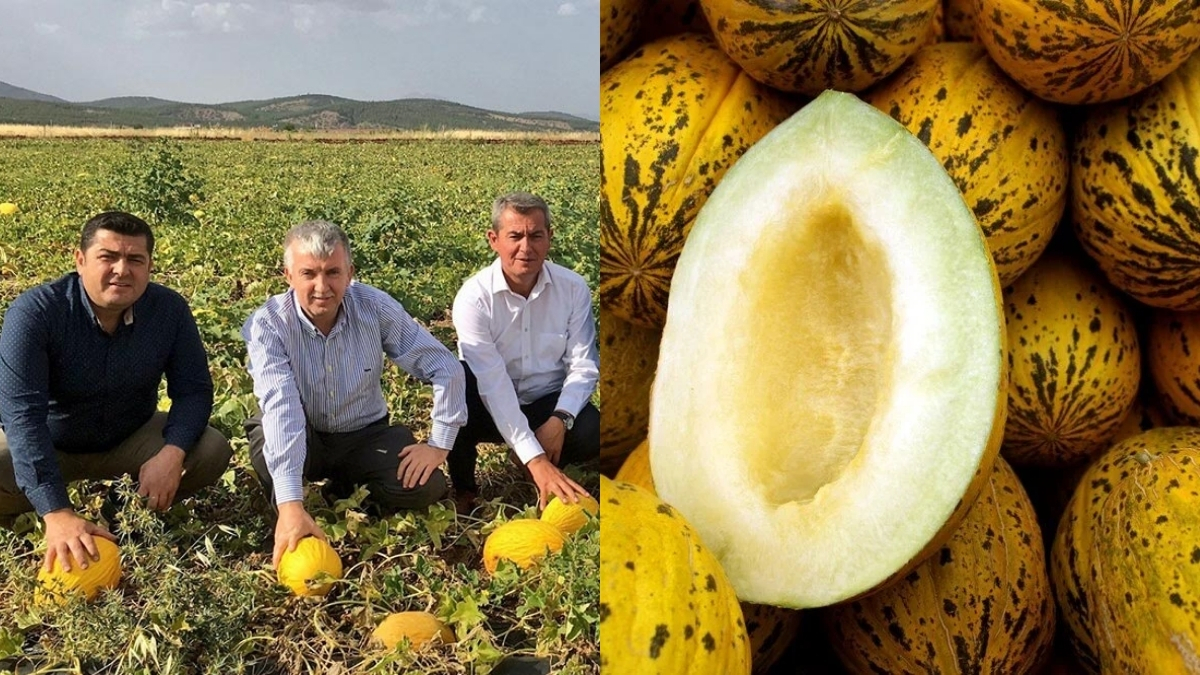 Denizli’nin gözbebeği coğrafi işaret tescili aldı! Hem lezzetli hem ucuz: Kilosu 10 liraya satılıyor