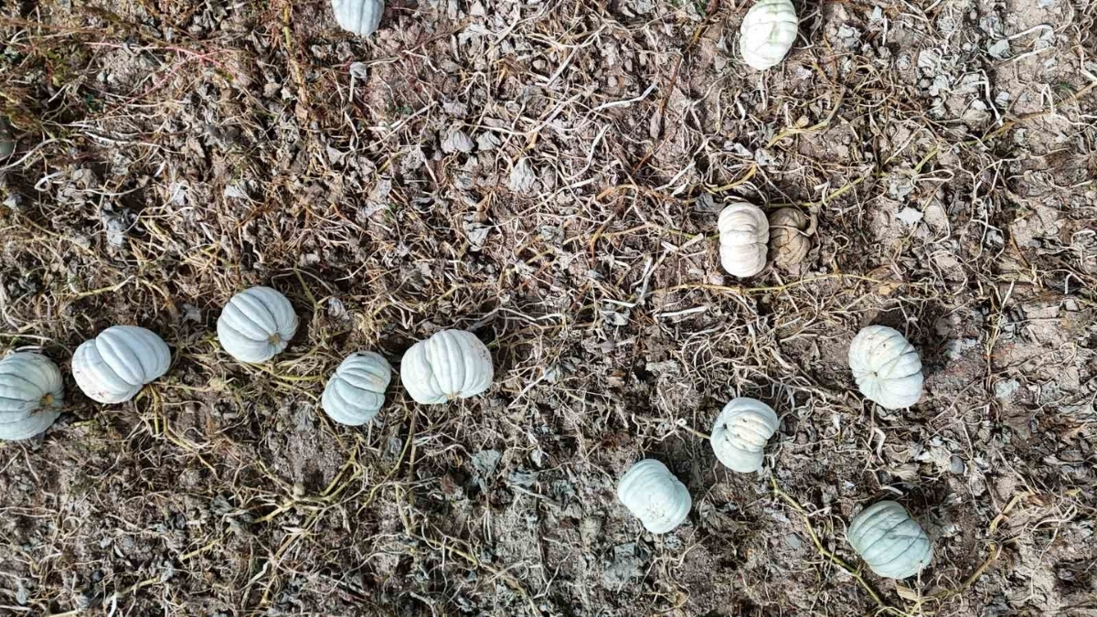 Ata tohumu ile üretiliyor, 15 liraya satılıyor! İnsan psikolojisini düzelttiğine inanılıyor