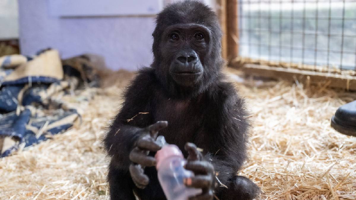 DNA testi sonucu belli oldu: Yavru goril Zeytin Türkiye’de kalacak