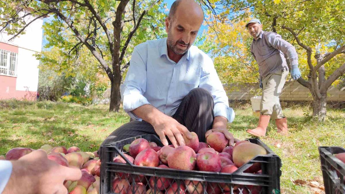 Dalından sofraya yolculuk başladı! Zorlu süreç sabır ve özen istiyor: Doğru saklamada uzun süre tazelik sağlıyor