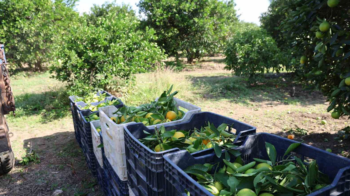 Sezonun en ucuz meyvesi mandalina oldu: Kilosu 15 TL'den 8 TL'ye düştü