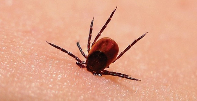 Uzmandan böcek ısırığı uyarısı