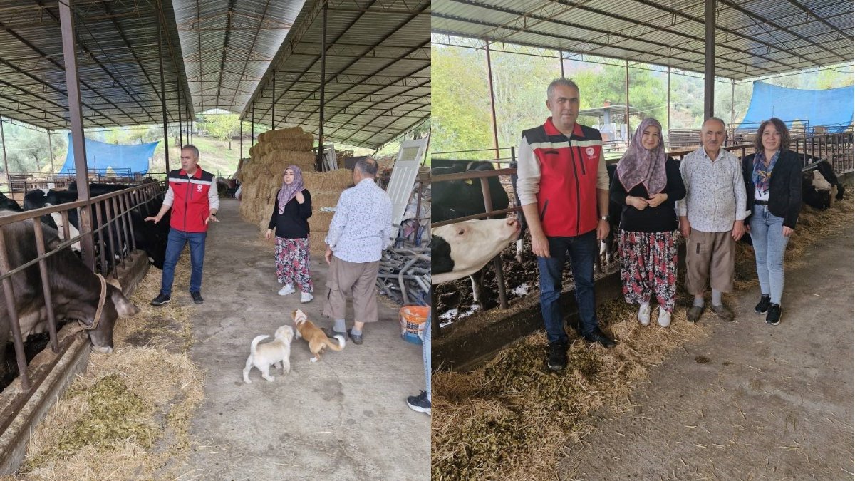 Kadına destek her alanda! Devlet desteğiyle 25 büyükbaş hayvana ulaştı: Kendi süt sığırcılığı işletmesini kurdu