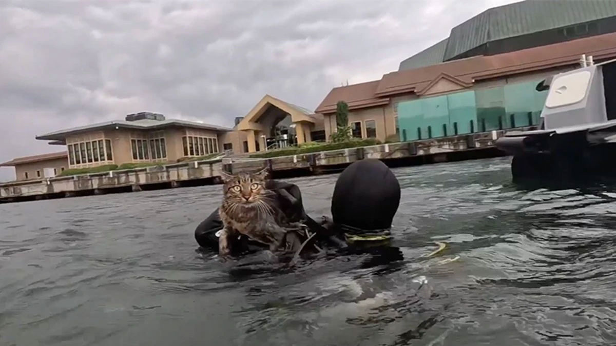 Dalgıç Polis’ten kedi kurtarma operasyonu