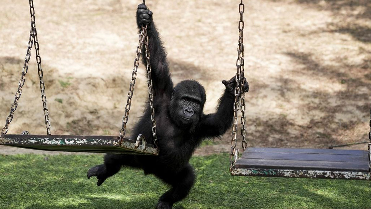 Nijerya'dan Türkiye'ye "Zeytin" tepkisi