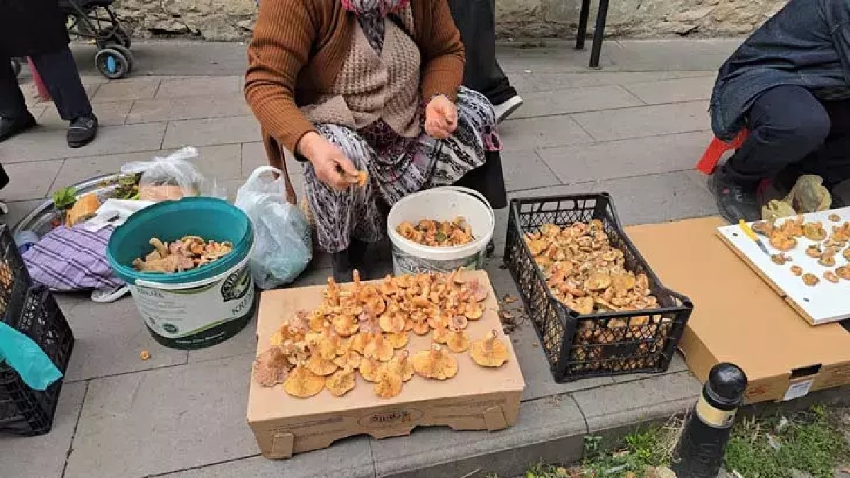 Ormandan tek tek toplanıyor, köylülere çokça kazandırıyor! Kilosu 500 TL’den yok satıyor