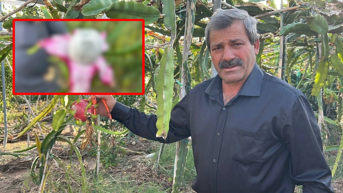 Muz gibi soyuluyor, şekersi aroması var! Tarlada kilosu 180 TL'den satılıyor: Ejder meyvesi hasadı başladı