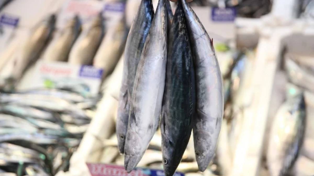 Palamut avı azaldı, fiyatlar uçtu