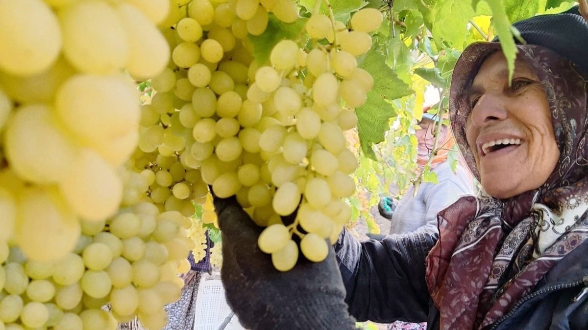 Ekim sonu geldi ama mesai durmadı! Kadın emekçiler yağmur çamur dinlemiyor: Üzüm hasadı ocak ayına uzayabilir