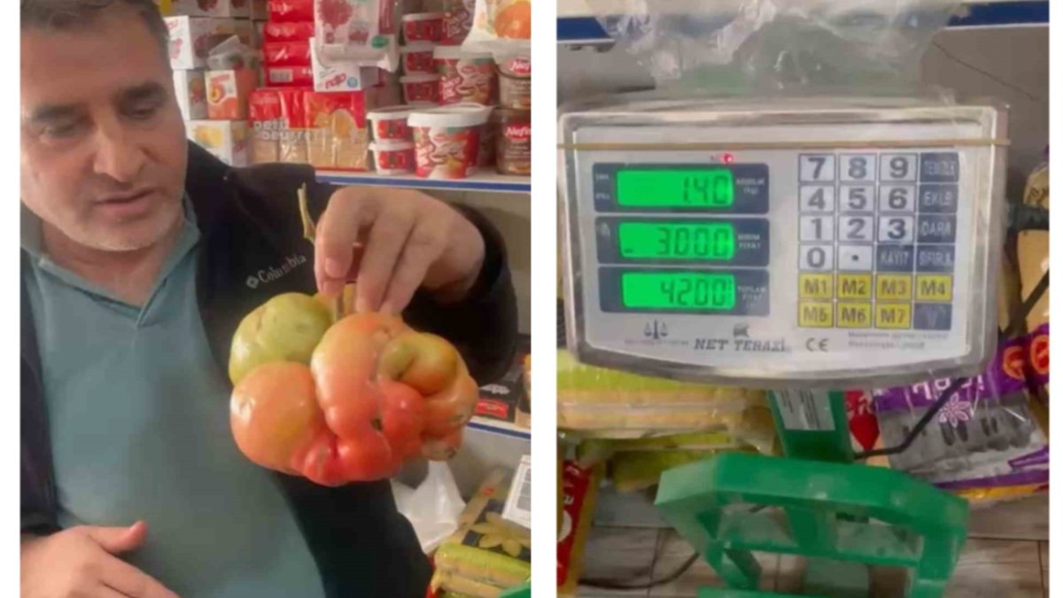 Tarlada dev domates şoku! Çiftçinin tarlasından çıkan ürün tam 1 kilo 400 gram geldi