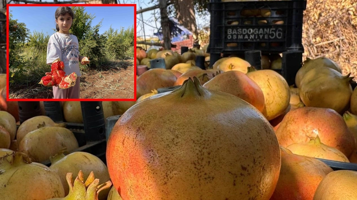 AB tescilli narın hasadı başladı! Mayhoş olanlar Avrupa’ya, tatlı olanlar Arap ülkelerine gidiyor