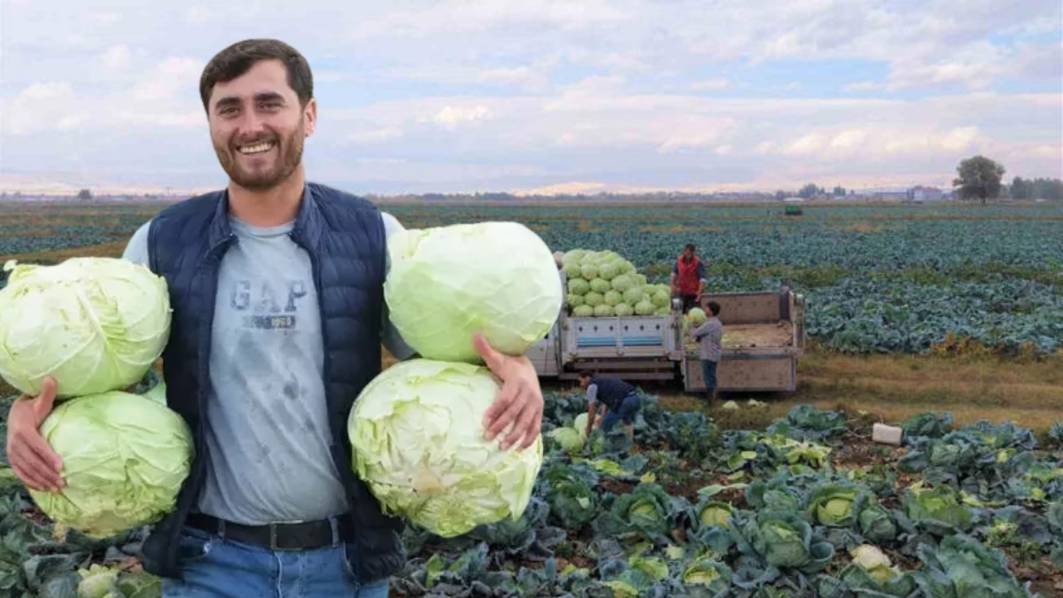 Kışın lezzet harikasında hasat başladı! 150 milyon liralık katkı bekleniyor: Tanesi 100 liraya satılıyor