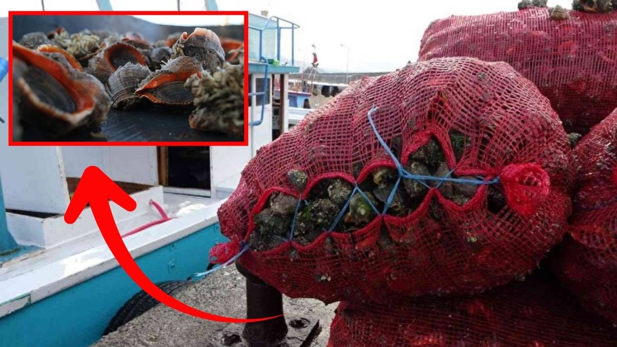 İhracatta milyonluk tablo! 9 ayda 10,7 milyon dolar kazandırdı: Türkiye’den 8 farklı ülkeye tonlarca ihracat