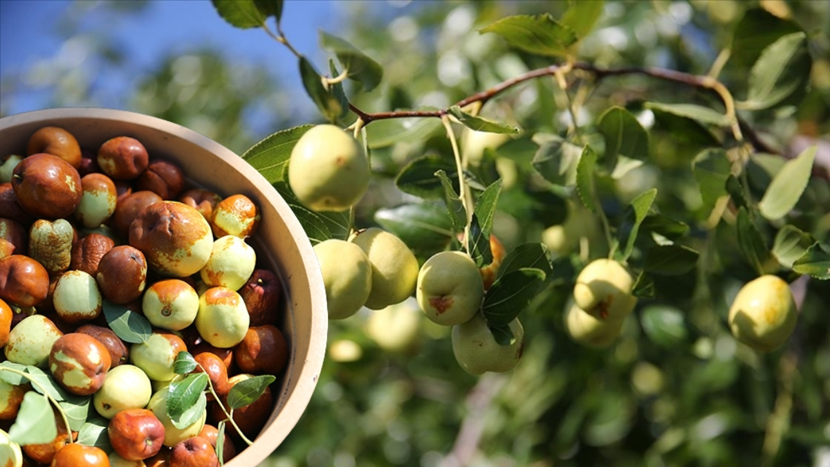 Çiftçilerin yeni gözdesi! Küçük arazilerde yüksek verim elde ediyorlar: Bir ağaçtan 25 kg verim alıyorlar