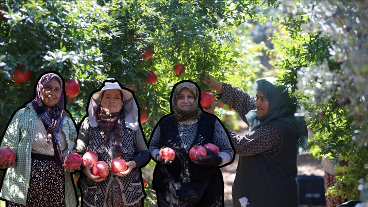Hem üretimde hem ihracatta ilk sırada! 63 bin dekar alanda 175 bin ton üretim: O ilimiz resmen nar cenneti
