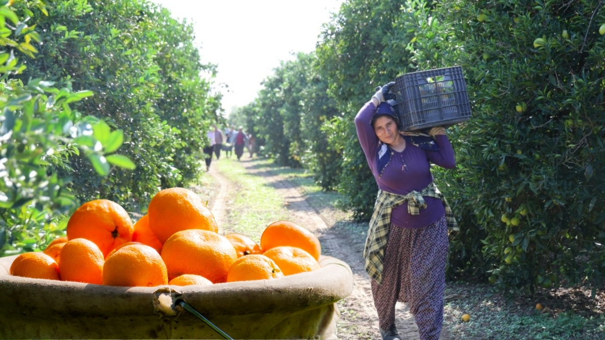 15 liradan 8 liraya düştü! Vitamin deposunda rekolte fiyata yansıdı: Alan da satan da memnun