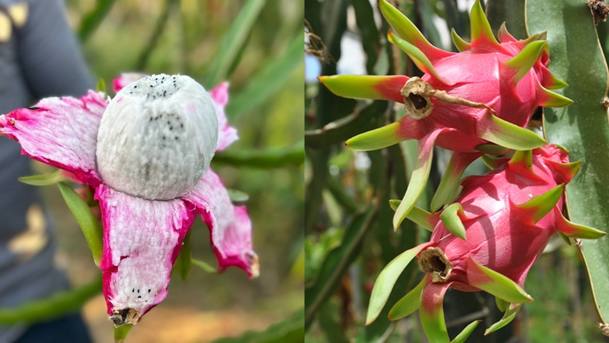 Hasat başladı, verim yüzleri güldürdü! Kilosunu 180 liradan satıyor: Türkiye’nin yeni gözdesi bu meyve