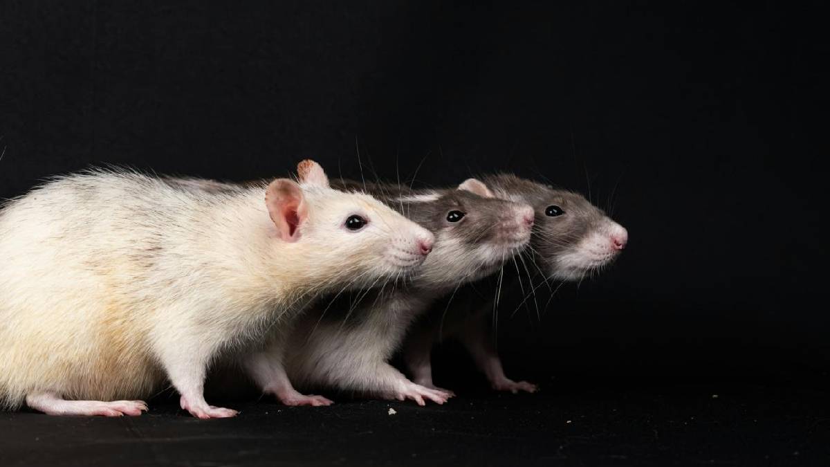 OT+A5i ile yaşam süresi yüzde 73 arttı: Yeni ilaç erkek fareleri gençleştirdi