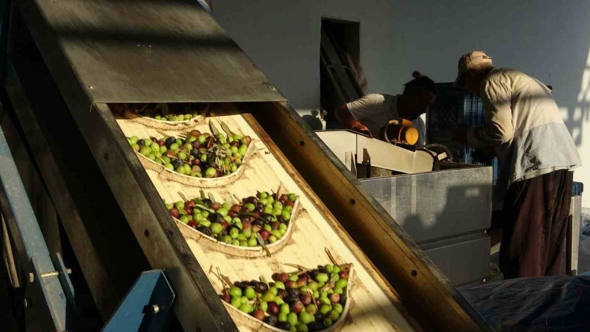 Türkiye’deki üretimin yüzde 20’si buradan çıkıyor! Rekolte az ama yüzler gülüyor: Kilosu 300 liraya satılıyor