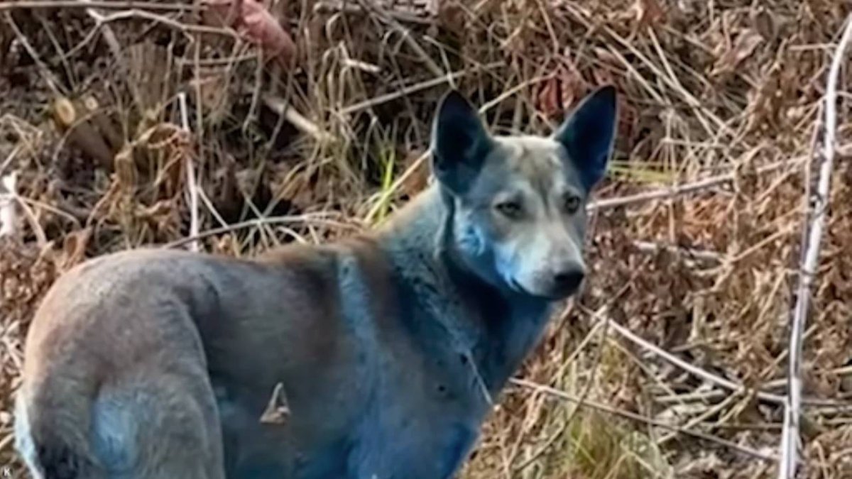 Çernobil'de felaketin etkisi sürüyor: Sokak köpeklerinin tüyleri maviye döndü