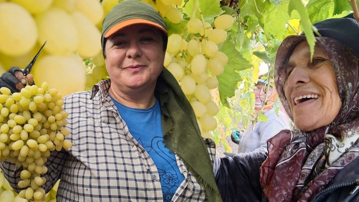 Ekim ayı bitiyor, ürün bitmiyor! Hasat bu yıl bereketiyle geldi: Kilosu 25-30 liraya satılıyor