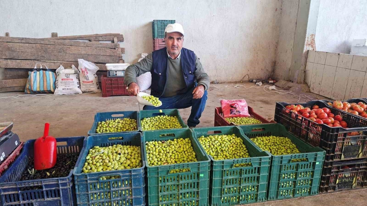 Son yıllarda talep arttı, üreticinin cebi doldu! Hem sağlıklı hem ucuz: Kilosu 70 liraya satılıyor