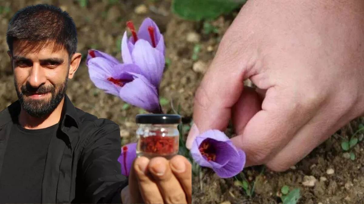 150 çiçekten bir gram elde ediliyor! Dünyanın en pahalı baharatı olarak biliniyor: Gramı 500 liraya satılıyor