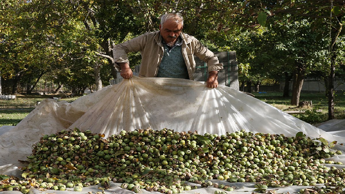 Adını dünya bile biliyor, kilosu 600 TL’den satılıyor! Ondan lezzetlisini bulamazsınız
