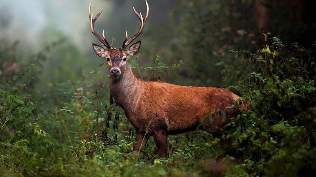 Kızıl geyik ve yaban koyununun avlanmasına ilişkin suç duyurusu