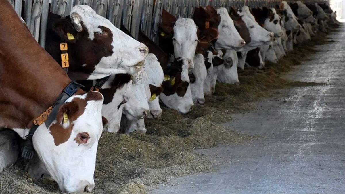 Şap hastalığında ikinci dalga: Kesimler artıyor, fiyatlar yükselecek