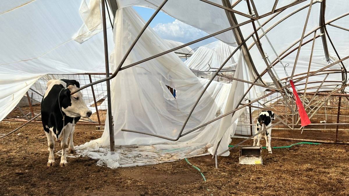 Büyükşehir yağış ve fırtınadan zarar gören üreticinin yanında