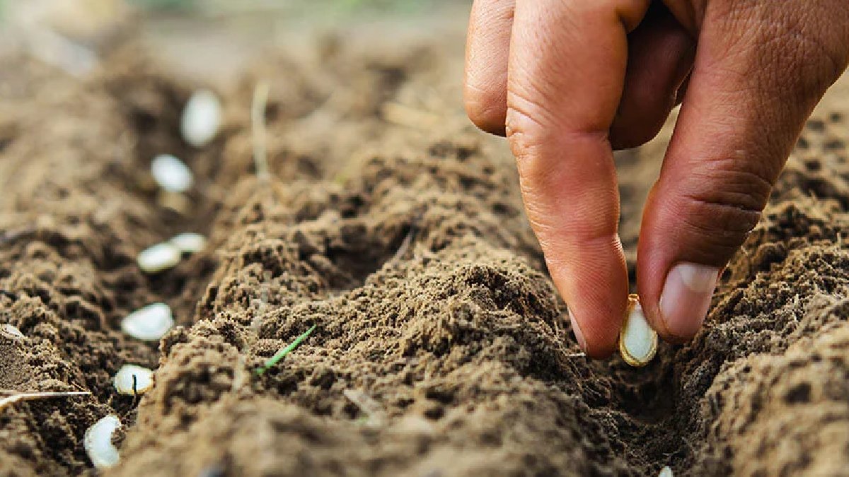 Ekim ayında ekilmesi gereken tohumlar! Bu sebzeleri mutlaka ekin