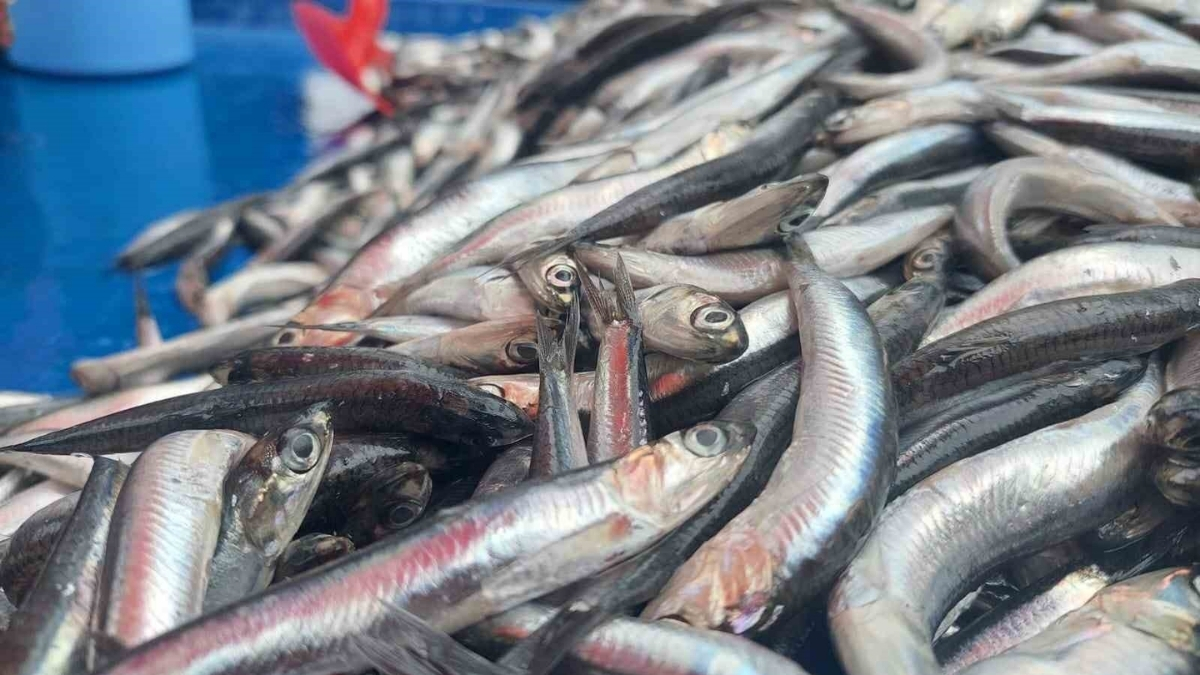 Sezon bereketiyle devam ediyor! Satıcının da alıcının da yüzü gülüyor: Kilosu 50 liraya kadar düştü