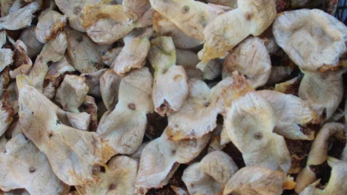 Sezon sona erdi, fiyatlar yüz güldürdü! Kilosu 250 liradan 150 liraya düştü