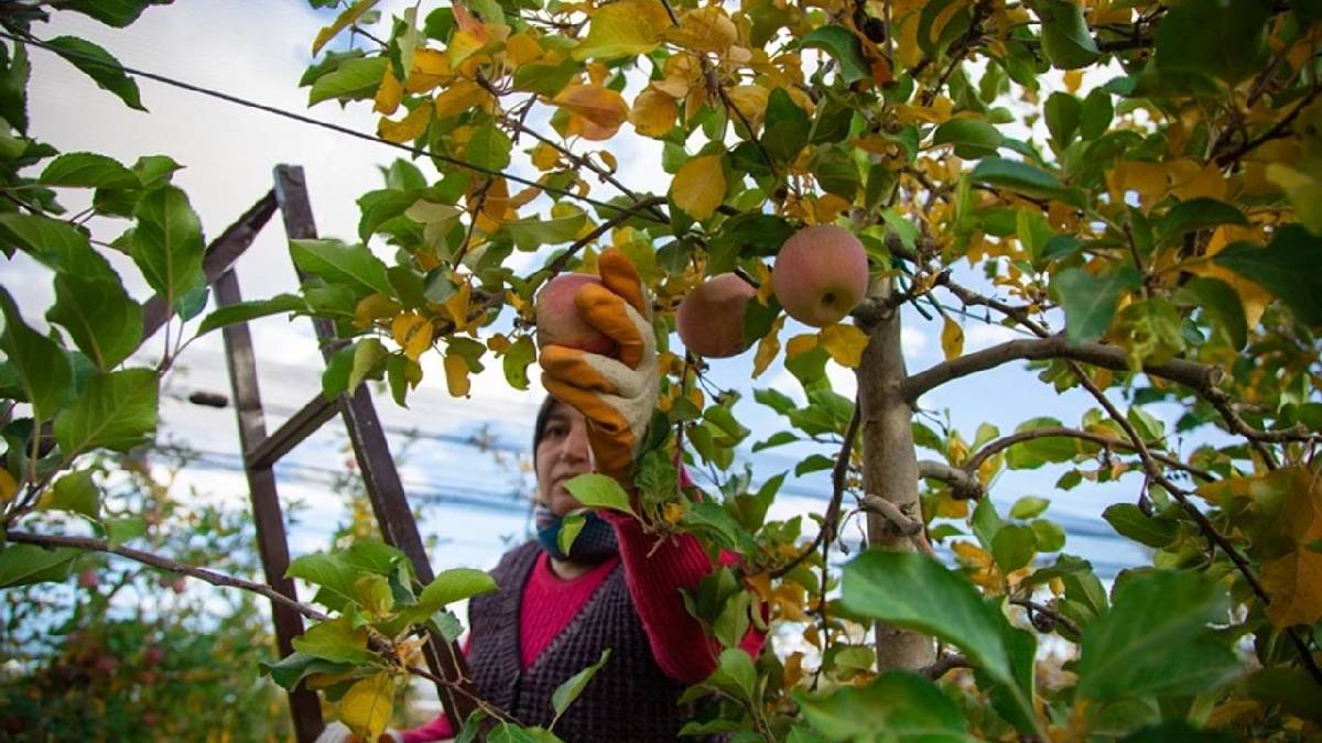 12 milyondan fazla ağaçta 6 ayrı tür yetişiyor! Sezonun son hasat günleri: Sabah 07.00’de mesai başlıyor