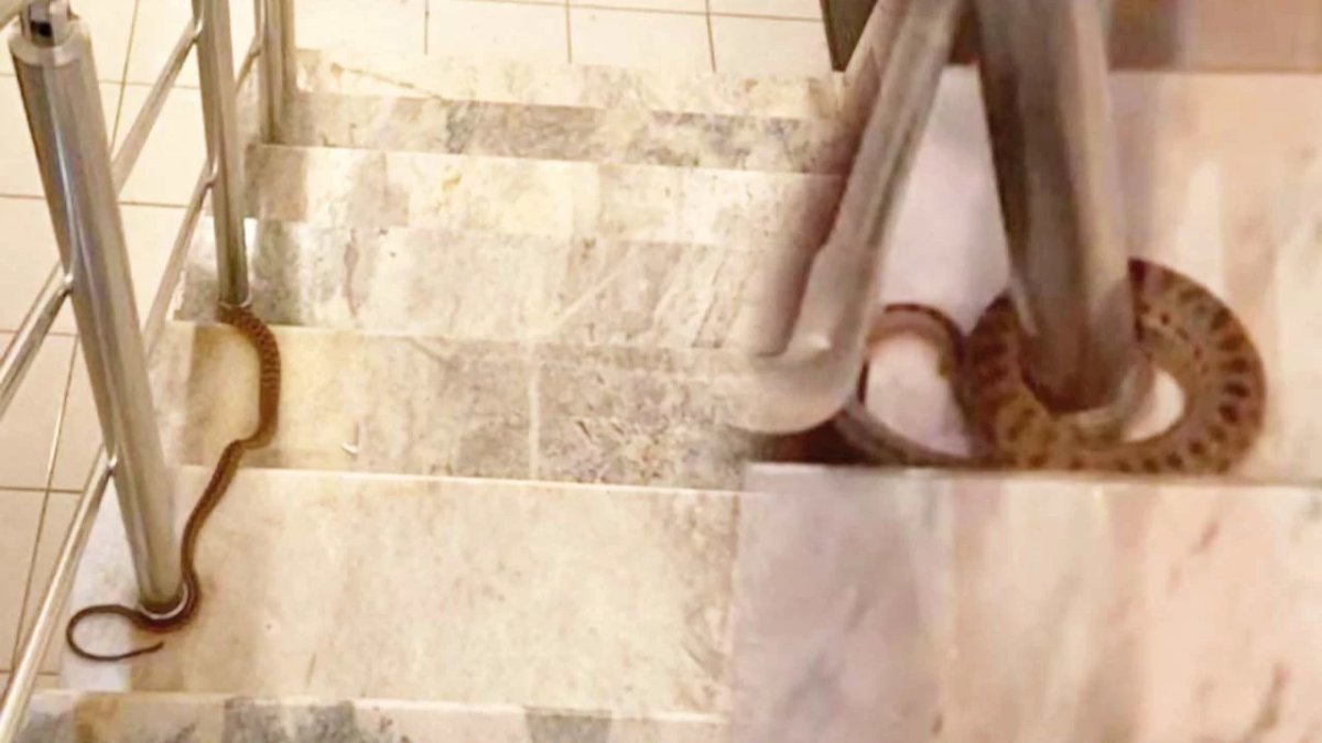 CHP’nin KYK raporu: Yemeklerde tırtıl, böcek ve iğne bulundu