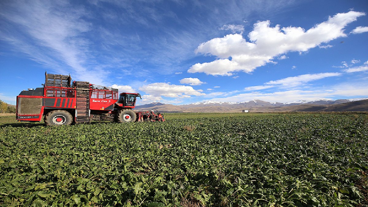 Erzurumluların yeni gözdesi oldu! Hemen hemen bütün ilçelerde üretiliyor: Alanı her geçen yıl artıyor