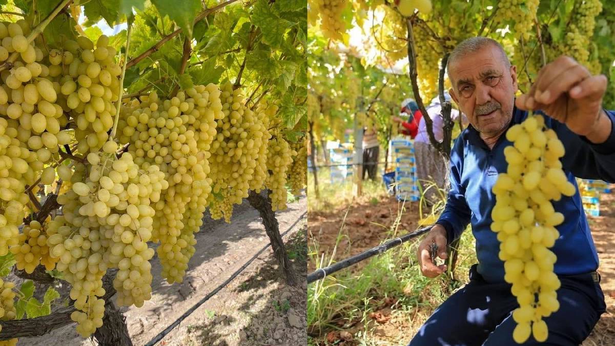 Maliyetler yüksek, fiyatlar ucuz! 25 liraya satılıyor, üreticinin yüzü gülmüyor