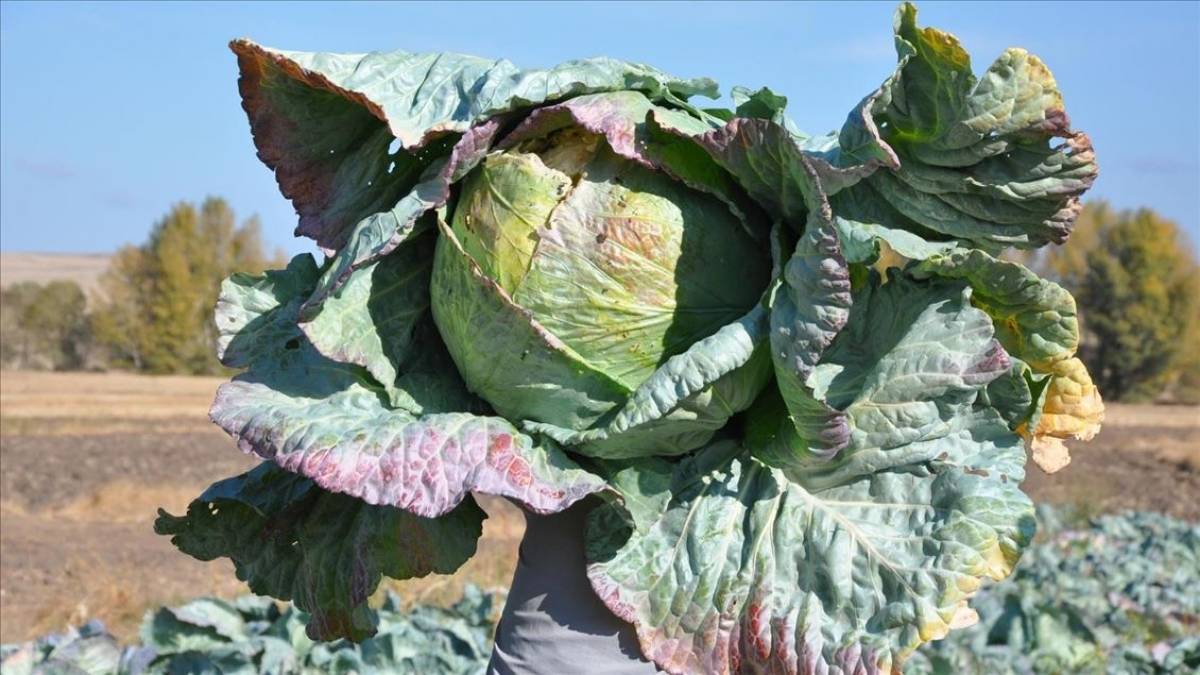 Hem turşusu hem yemeği yapılıyor, kışın sofraları süslüyor! Tanesi 150 liradan satılıyor