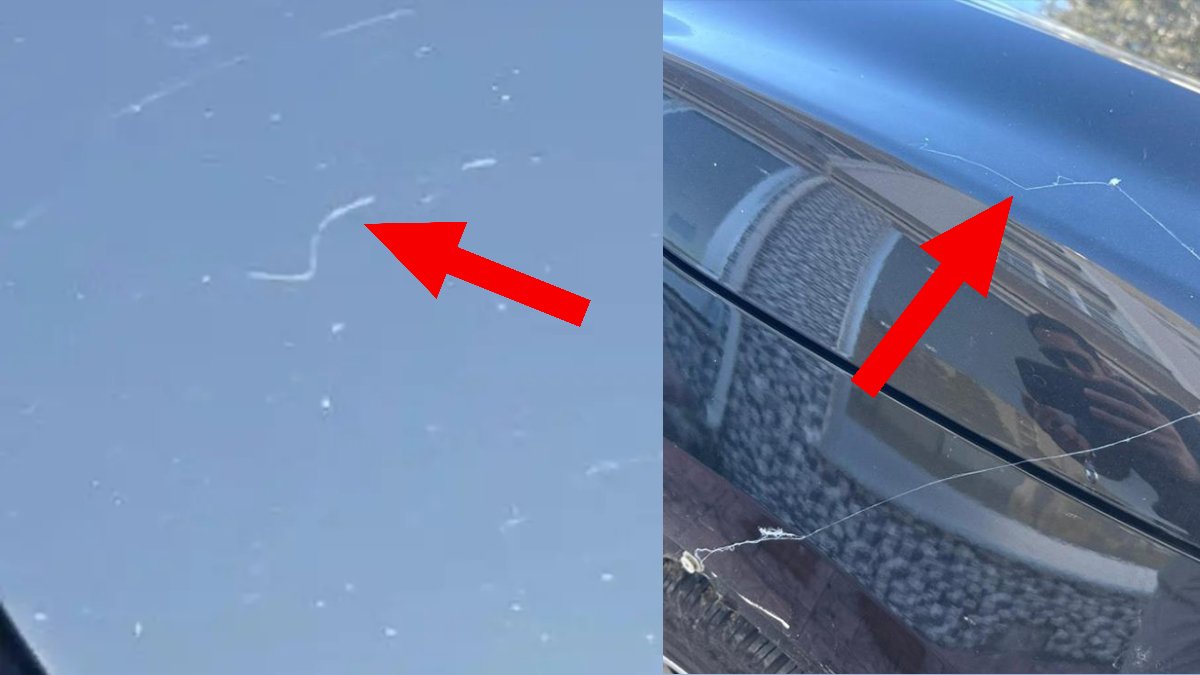 Gökyüzünde beyaz iplik şöleni! Tekirdağ'da gökyüzünden örümcek ağı yağdı