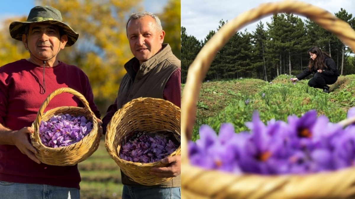 UNESCO Dünya Miras Listesinde yer alıyor! Türkiye’nin en önemli baharatlarından biri: Değeri 600 bin lira