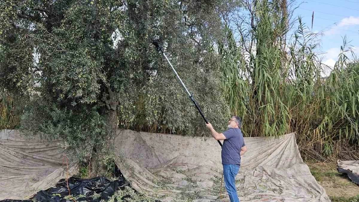 154 bin hektarda 1 milyon 750 bin ton yetişiyor! Bereketli hasat başladı: “Gıda değil şifa olarak görüyoruz”