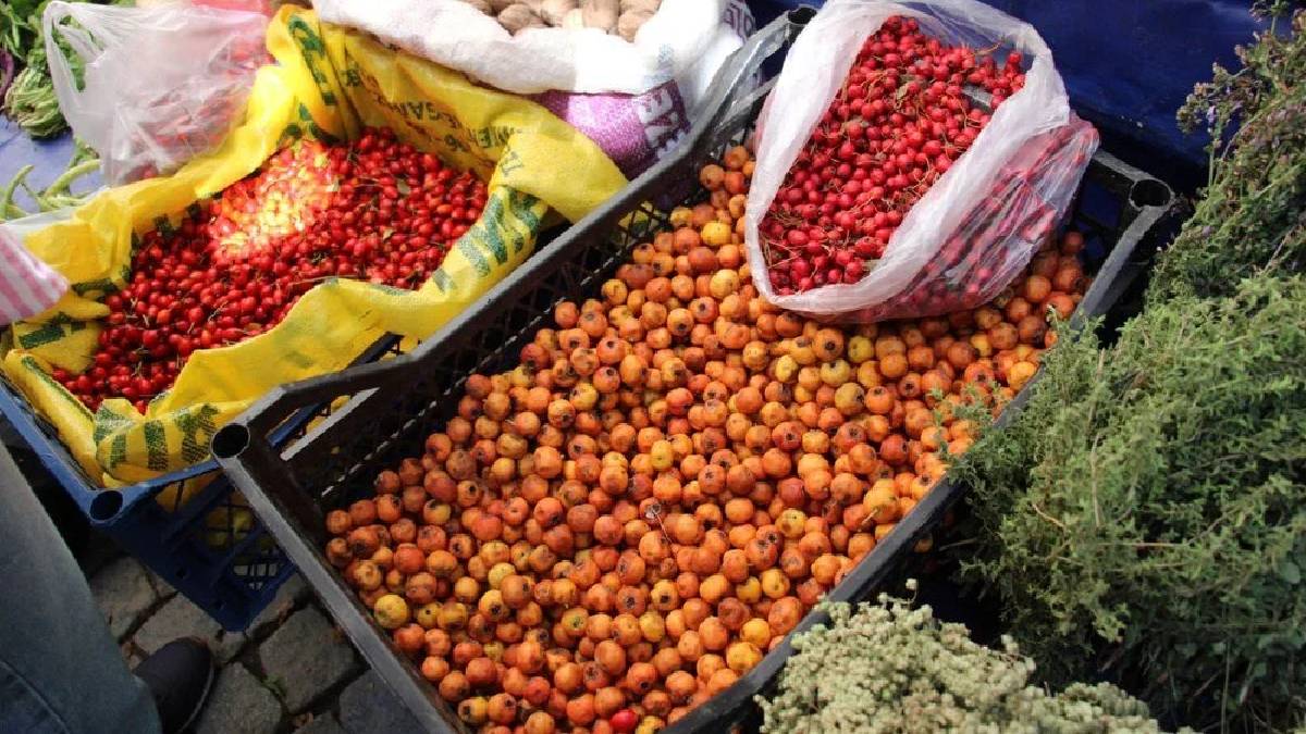 Dikenine katlanan meyvesini yiyor! Elleriyle tek tek toplayıp satıyorlar: Pazarda kilosu 100 TL’den alıcı buluyor