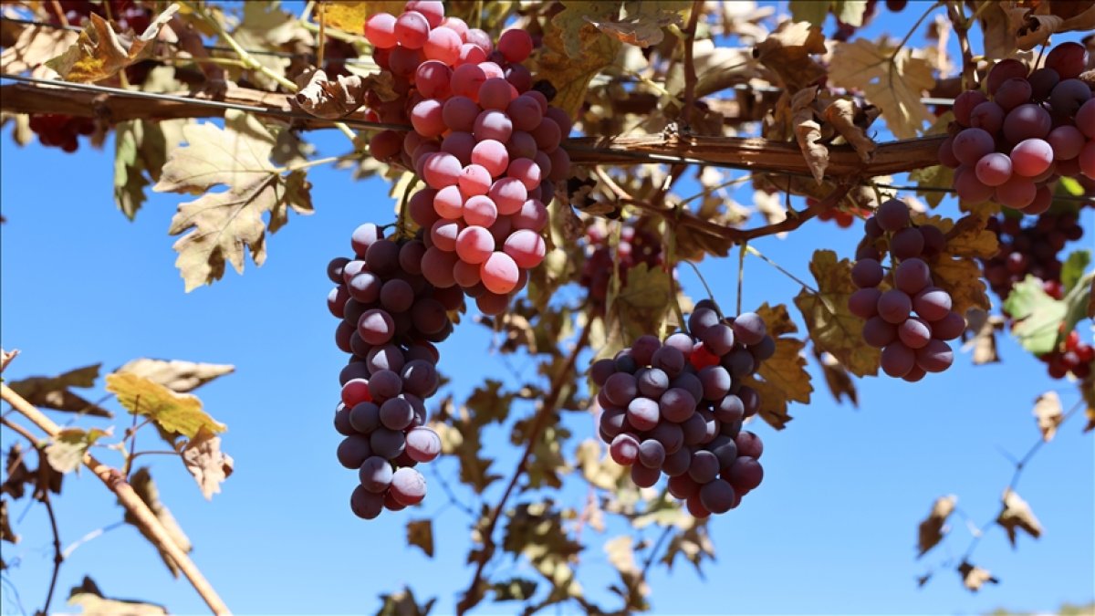 Mardin'de tarımda yeni dönem! Atıl araziler modern bağcılığa açılıyor