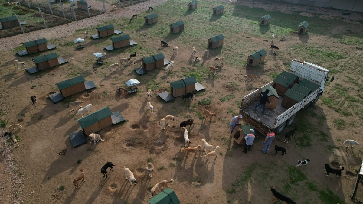 Sokak hayvanları ile ilgili örnek projeye imza atıldı: Bandırma Belediyesi artık kendi mamasını üretecek