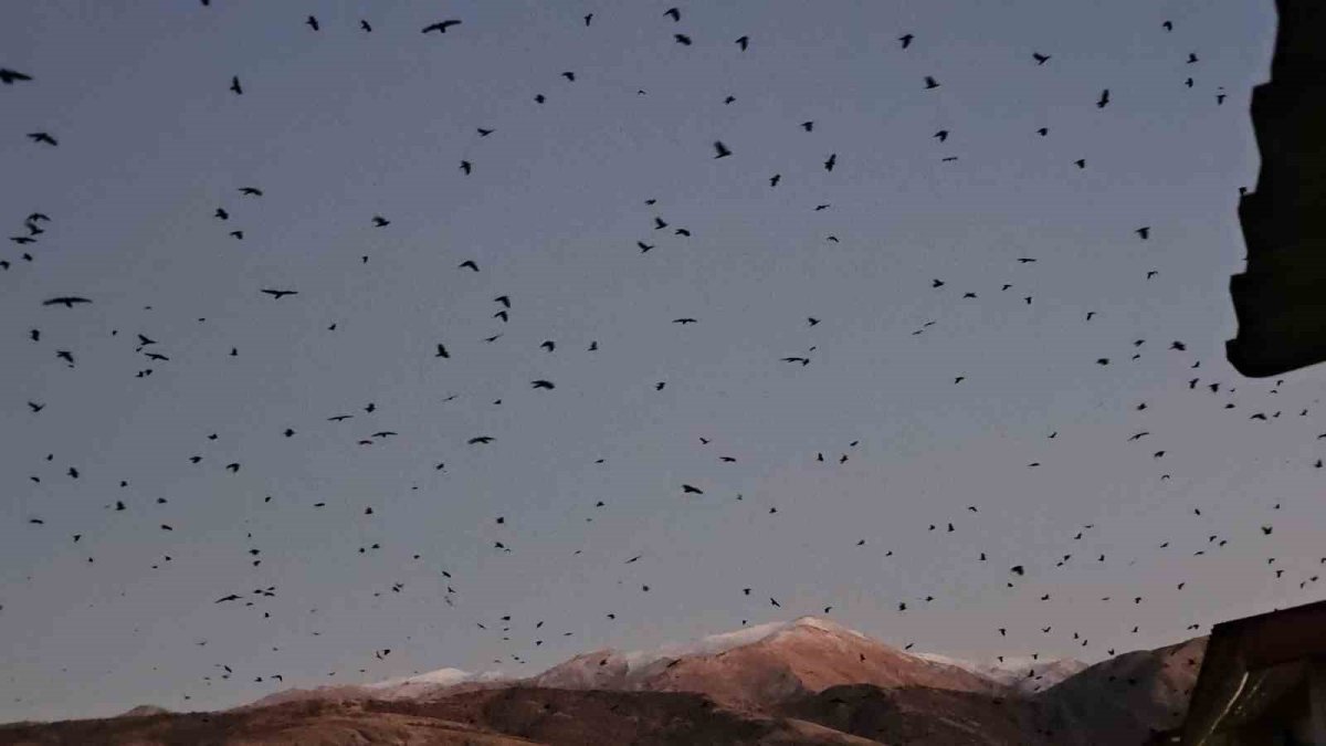 Bitlis'te şaşırtan manzara! Binlerce karga gökyüzünü kararttı