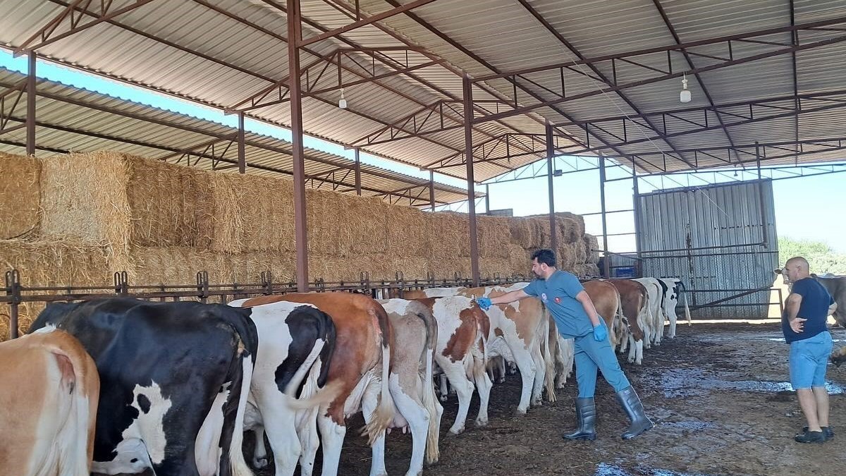 Kırmızı alarm verildi! Şap hastalığı nedeniyle 13 mahalle karantinada