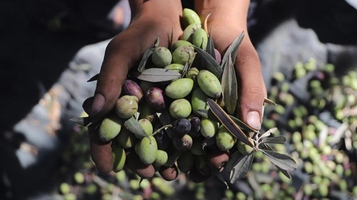 Batı Şeria’da zeytin hasadı yapan Filistinlilere saldırlar beş yılın zirvesinde